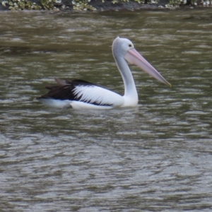 Pelecanus conspicillatus at Ulladulla, NSW - 28 Jul 2023