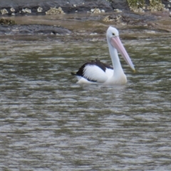 Pelecanus conspicillatus at Ulladulla, NSW - 28 Jul 2023