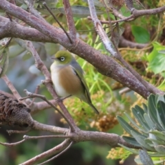 Zosterops lateralis (Silvereye) at Ulladulla - Warden Head Bushcare - 28 Jul 2023 by MatthewFrawley