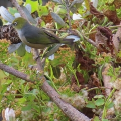 Zosterops lateralis at Ulladulla, NSW - 28 Jul 2023