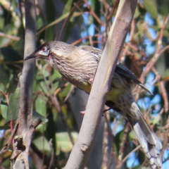 Anthochaera carunculata (Red Wattlebird) at QPRC LGA - 29 Jul 2023 by MatthewFrawley