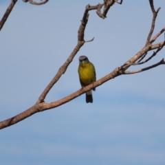 Eopsaltria australis (Eastern Yellow Robin) at Coomee Nulunga Cultural Walking Track - 28 Jul 2023 by MatthewFrawley