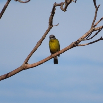 Eopsaltria australis (Eastern Yellow Robin) at Ulladulla - Warden Head Bushcare - 28 Jul 2023 by MatthewFrawley