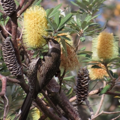 Anthochaera chrysoptera (Little Wattlebird) at Ulladulla, NSW - 28 Jul 2023 by MatthewFrawley