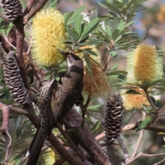 Anthochaera chrysoptera (Little Wattlebird) at Ulladulla, NSW - 28 Jul 2023 by MatthewFrawley