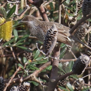 Anthochaera chrysoptera at Ulladulla, NSW - 28 Jul 2023