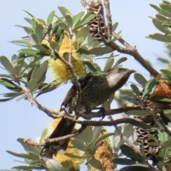 Anthochaera chrysoptera at Ulladulla, NSW - 28 Jul 2023