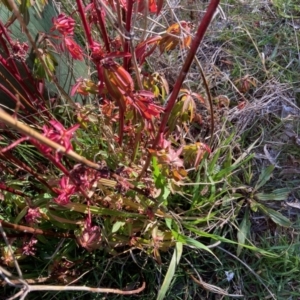 Euphorbia oblongata at Macgregor, ACT - 21 Jul 2023