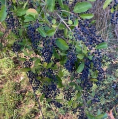 Ligustrum sinense (Narrow-leaf Privet, Chinese Privet) at Macgregor, ACT - 21 Jul 2023 by Rosie