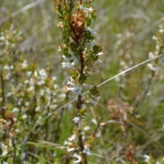 Brachyloma daphnoides (Daphne Heath) at Yass River, NSW - 22 Oct 2021 by 120Acres