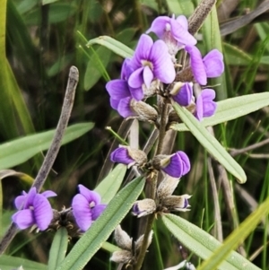 Hovea heterophylla at Hawker, ACT - 29 Jul 2023