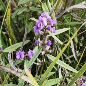 Hovea heterophylla at Hawker, ACT - 29 Jul 2023 02:07 PM