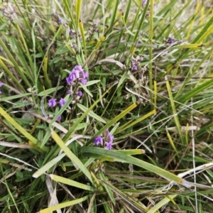 Hovea heterophylla at Hawker, ACT - 29 Jul 2023 02:07 PM