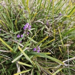 Hovea heterophylla at Hawker, ACT - 29 Jul 2023