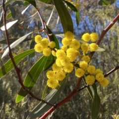 Acacia pycnantha (Golden Wattle) at QPRC LGA - 27 Jul 2023 by Cuumbeun