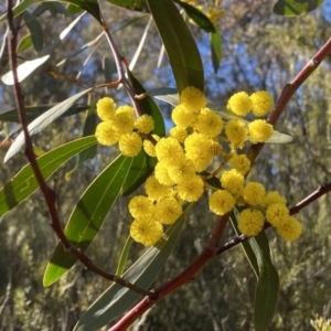 Acacia pycnantha at Jerrabomberra, NSW - 27 Jul 2023