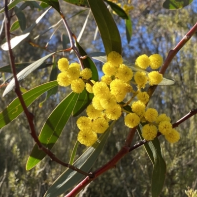Acacia pycnantha (Golden Wattle) at Jerrabomberra, NSW - 27 Jul 2023 by Cuumbeun