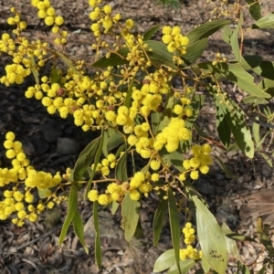 Acacia pycnantha at Jerrabomberra, NSW - 27 Jul 2023