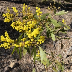 Acacia pycnantha at Jerrabomberra, NSW - 27 Jul 2023