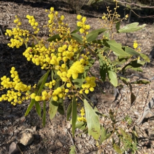 Acacia pycnantha at Jerrabomberra, NSW - 27 Jul 2023