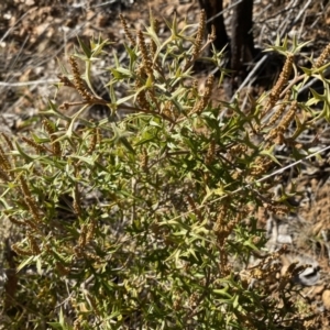 Grevillea ramosissima subsp. ramosissima at Jerrabomberra, NSW - 27 Jul 2023