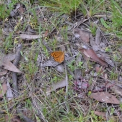 Heteronympha merope (Common Brown Butterfly) at Yass River, NSW - 27 Nov 2021 by 120Acres