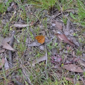 Heteronympha merope at Yass River, NSW - suppressed