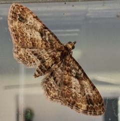 Chloroclystis approximata (Plumed or Cherry Looper) at Kambah, ACT - 30 Jul 2023 by HelenCross