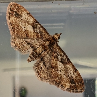 Chloroclystis approximata (Plumed or Cherry Looper) at Kambah, ACT - 30 Jul 2023 by HelenCross