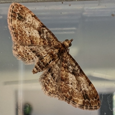 Unidentified Geometer moth (Geometridae) at Kambah, ACT - 29 Jul 2023 by HelenCross