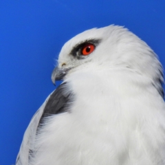 Elanus axillaris (Black-shouldered Kite) at Lions Youth Haven - Westwood Farm A.C.T. - 29 Jul 2023 by HelenCross