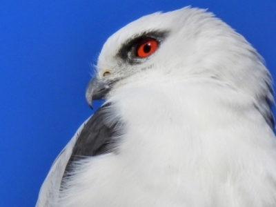 Elanus axillaris (Black-shouldered Kite) at Kambah, ACT - 29 Jul 2023 by HelenCross