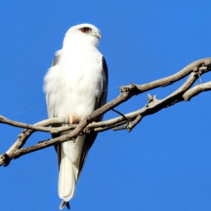 Elanus axillaris at Kambah, ACT - 30 Jul 2023