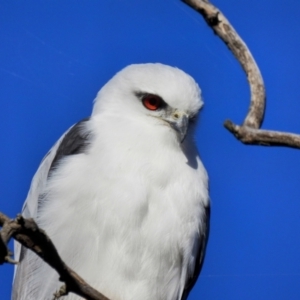 Elanus axillaris at Kambah, ACT - 30 Jul 2023