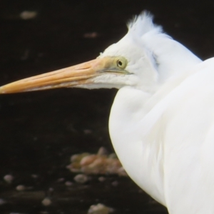 Ardea alba at Burrill Lake, NSW - 28 Jul 2023 12:41 PM