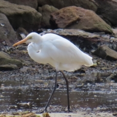 Ardea alba at Burrill Lake, NSW - 28 Jul 2023 12:41 PM