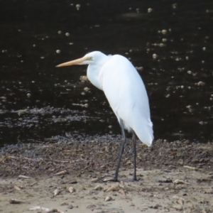 Ardea alba at Burrill Lake, NSW - 28 Jul 2023 12:41 PM