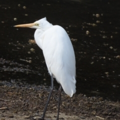 Ardea alba at Burrill Lake, NSW - 28 Jul 2023 12:41 PM