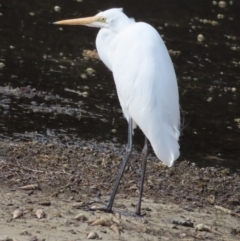 Ardea alba at Burrill Lake, NSW - 28 Jul 2023 12:41 PM