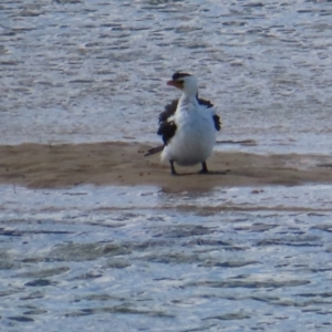 Microcarbo melanoleucos at Burrill Lake, NSW - 28 Jul 2023 12:39 PM