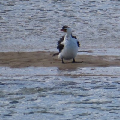 Microcarbo melanoleucos (Little Pied Cormorant) at Wairo Beach and Dolphin Point - 28 Jul 2023 by MatthewFrawley