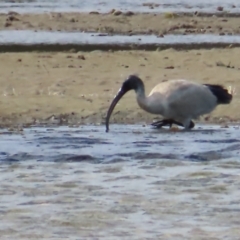 Threskiornis molucca (Australian White Ibis) at Wairo Beach and Dolphin Point - 28 Jul 2023 by MatthewFrawley