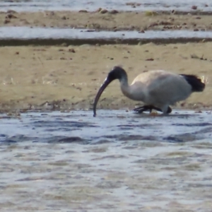 Threskiornis molucca at Burrill Lake, NSW - 28 Jul 2023