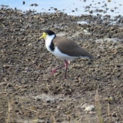 Vanellus miles (Masked Lapwing) at Wairo Beach and Dolphin Point - 28 Jul 2023 by MatthewFrawley