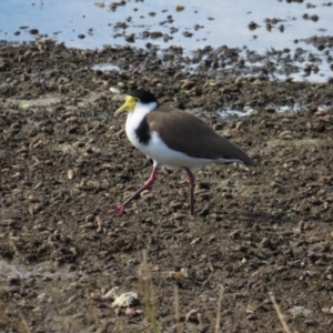 Vanellus miles at Burrill Lake, NSW - 28 Jul 2023