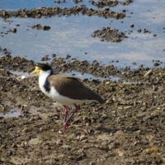 Vanellus miles at Burrill Lake, NSW - 28 Jul 2023 12:40 PM