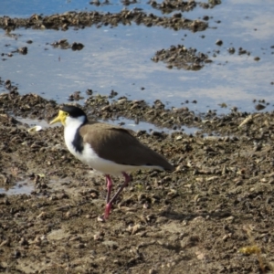 Vanellus miles at Burrill Lake, NSW - 28 Jul 2023