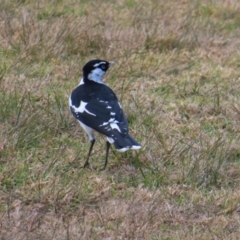 Grallina cyanoleuca (Magpie-lark) at Wairo Beach and Dolphin Point - 28 Jul 2023 by MatthewFrawley