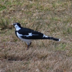 Grallina cyanoleuca at Burrill Lake, NSW - 28 Jul 2023