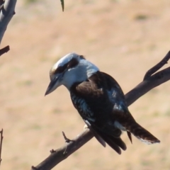 Dacelo novaeguineae (Laughing Kookaburra) at QPRC LGA - 29 Jul 2023 by MatthewFrawley